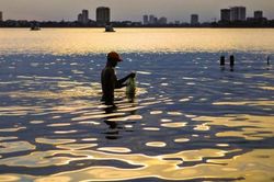 Khám phá Hồ Tây (kỳ 11): 'Ổi Quảng Bá, cá Tây Hồ'
