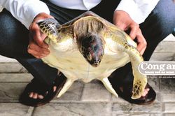 Thả cá thể vích về với biển