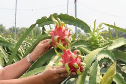 Việt Nam và Italy thúc đẩy hợp tác vùng, phát triển sản xuất nông sản
