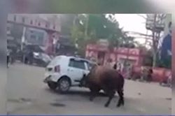 Kinh hoàng bò điên húc ô tô