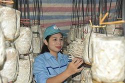 Bắc Kạn: Cô gái khởi nghiệp với nấm