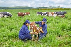 Tăng cường liên kết chuỗi trong chăn nuôi bò sữa