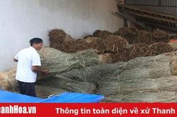 Xã Nga Bạch chú trọng phát triển tiêu chí sản xuất, nâng cao thu nhập cho người dân