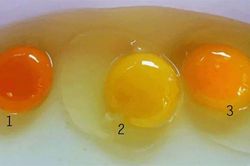 Tại sao cùng là lòng đỏ trứng gà mà quả màu đỏ cam, quả màu vàng nhạt?