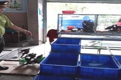 Giải cứu 36 cá thể chim hoang dã sắp bị xẻ thịt lên bàn nhậu