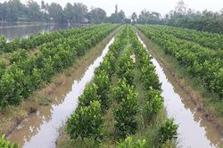 Chuyển đổi 12.593ha trồng cây ăn trái giá trị cao