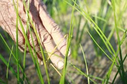 Quảng Ngãi: Người dân lo lắng vì kiệu bị cháy đầu lá