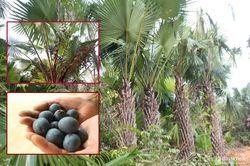 Nghệ An vào mùa thu hoạch quả cọ đặc sản
