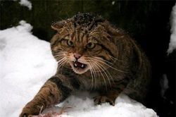 Sự thật gây ngạc nhiên về loài mèo rừng ít ai biết