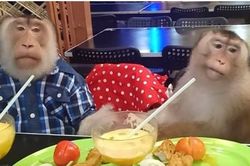 Vợ chồng khỉ sống với nhau trong nhà hệt như người