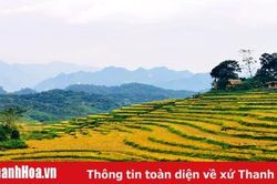 Rực rỡ mùa vàng Pù Luông