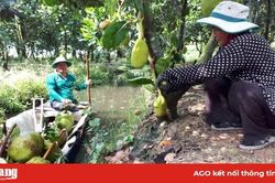 Hiệu quả kinh tế từ cây mít