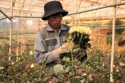 Khởi nghiệp từ những cây hoa hồng