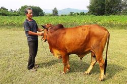 Cựu thanh niên xung phong làm kinh tế giỏi
