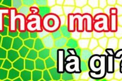 Chữ và nghĩa: 'Thảo mai' nghĩa là gì?