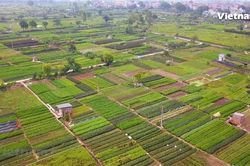 Về xã Tân Minh ngắm 'vựa' rau xanh nổi tiếng Hà Nội