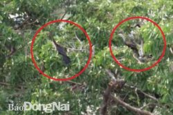 Phát hiện đàn chim cổ rắn quý hiếm tại tỉnh Đồng Nai