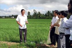 Gạo ST25 của Sóc Trăng được công nhận là gạo ngon nhất thế giới năm 2019