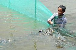 Bến Tre: Nuôi tôm càng xanh toàn đực, con to bự, bán 220 ngàn/ký