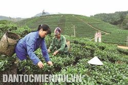 Thái Nguyên: Sơn Phú giảm nghèo nhờ chè