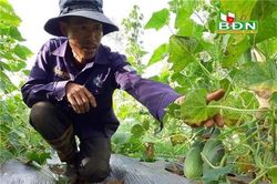 Đắk Nông: Trồng dưa chuột 'bố' xen dưa chuột 'mẹ', thu nửa tỷ/ha