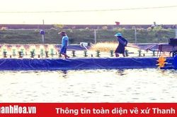 Phát triển các mô hình sản xuất nông nghiệp đạt hiệu quả kinh tế cao tại huyện Tĩnh Gia