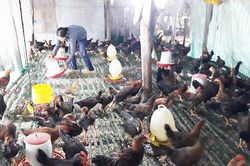 Từ ngày 1-1-2020: Cấm chăn nuôi trong khu dân cư