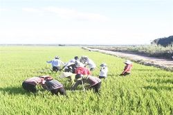 Nhân rộng mô hình CSA thâm canh lúa ở Đức Xá