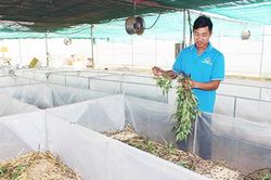 Khởi nghiệp từ... dế mèn!