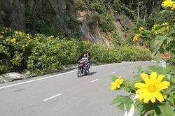Giới trẻ Hà Thành rủ nhau đi 'check-in' với hoa dã quỳ