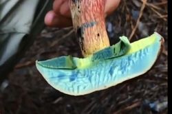 Kinh ngạc với tốc độ oxy hóa trong chớp mắt của loài nấm lạ