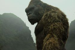 Hóa thạch 1,9 triệu năm tuổi hé lộ họ hàng của 'King Kong bản gốc'