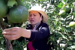 Cận cảnh vườn cam sành của người phụ nữ 'chân đất' trên Cao Nguyên