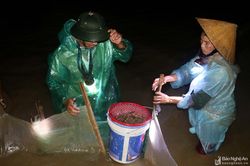 Người dân ven sông Lam Nghệ An trắng đêm dầm mưa rét, lội ruộng vớt 'lộc trời'