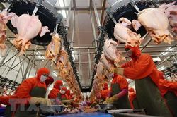 Công nghiệp thực phẩm Việt Nam có tiềm năng lớn trong thu hút đầu tư