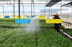 Một năm 'kéo giảm' dịch hại cây trồng
