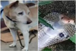 Rắn hổ mang hung hăng tấn công chủ, chó cưng ra đòn 'hủy diệt'