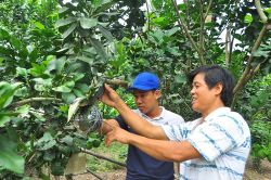 Trái cây độc, lạ rục rịch chờ tết