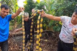 Tay không bắt nguyên ổ rắn 8 con cạp nong nguy hiểm dưới bụi lá khô