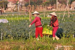 Nông dân Nghệ An ngày càng phát huy vai trò chủ thể trong xây dựng nông thôn mới