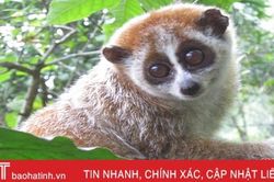 Hà Tĩnh ưu tiên bảo tồn nhiều loài động vật quý hiếm, nguy cơ tuyệt chủng