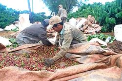 Kon Tum: Giá cà phê giảm, bà con lo lắng