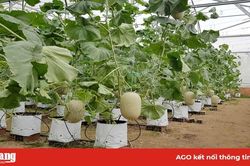 Chuyển đổi cơ cấu cây trồng theo hướng hiệu quả