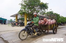 Giá lợn hơi lập đỉnh 78.000 đồng/kg, giá bán lẻ đắt kỷ lục 150.000 đồng/kg