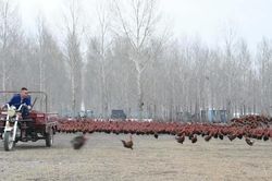 Lùa đàn gà 70.000 con chạy bộ hằng ngày để chắc thịt