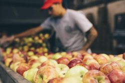 Cách biến hàng trăm tấn táo thành rượu