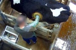 Vì sao bò bị khoét lỗ trên thân tại châu Âu?