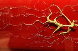 Nhân sâm vua 'Quang Minh Chính Đại' gần 6 tỷ đồng có gì đặc biệt?