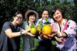 Nhóm phụ nữ cộng đồng ASEAN lạc giữa mùa cam