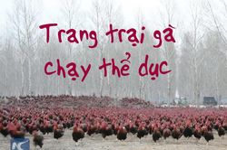 Chủ trang trại dẫn 70.000 con gà chạy bộ hàng ngày để thịt ngon